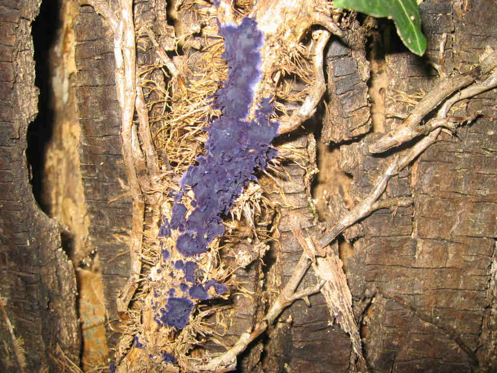 2005 :  Un anno di funghi
